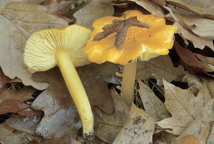 Hygrocybe flavescens